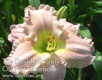 Daylily Arms Wide Open
